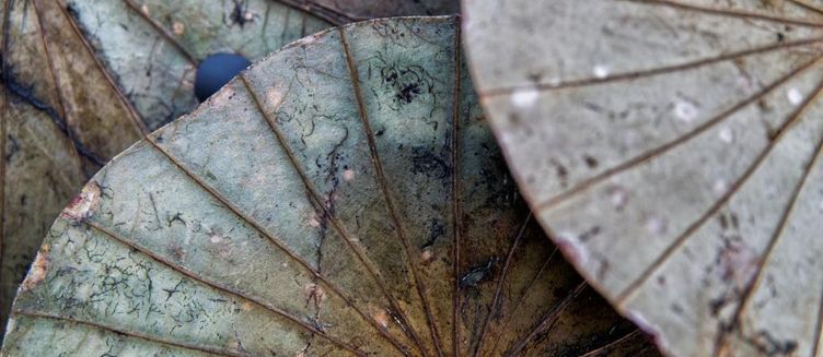 Фото отеля Sri Sharavi Beach Villas & Spa