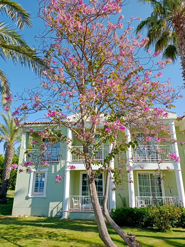 Asteria Family Resort Side фото 89