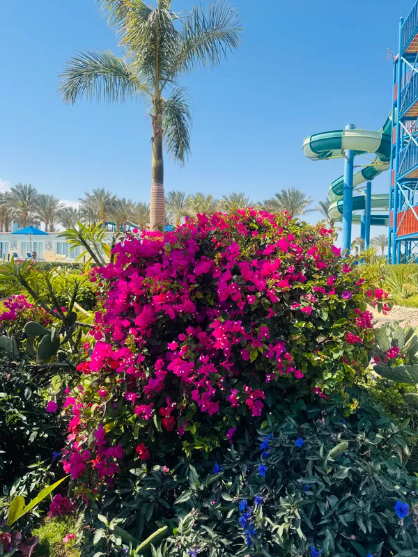 Sunrise Azalea Aqua Park Resort фото 60