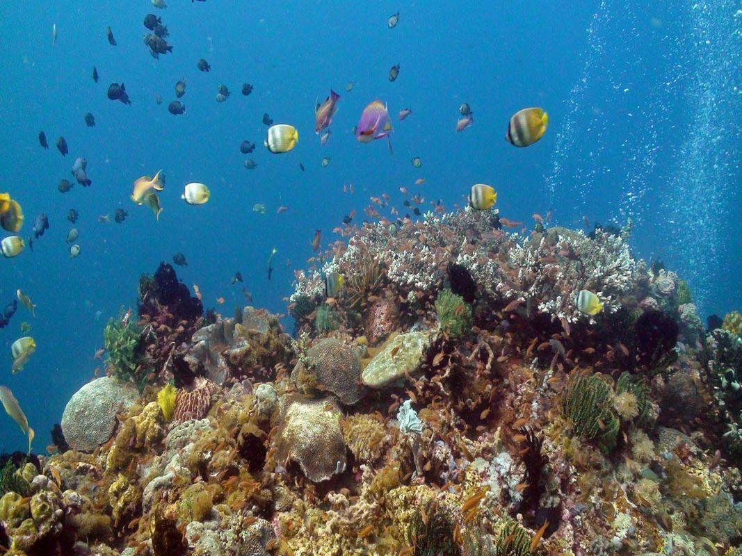 Balicasag Island Dive Resort фото 7