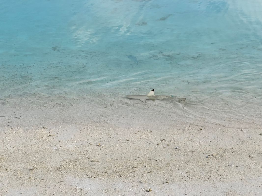 Sun Siyam Olhuveli фото 96