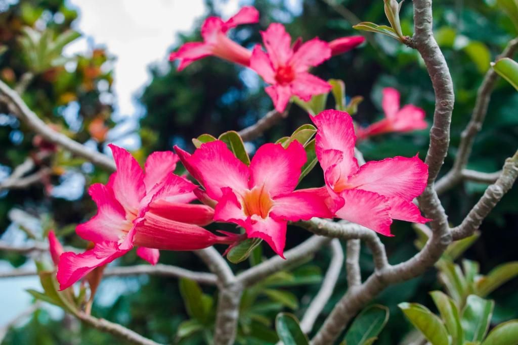 Colibri Guest House фото 44