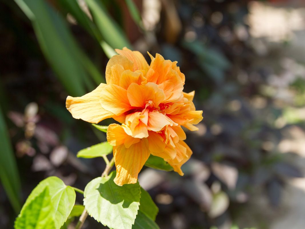 Good Time Resort фото 4