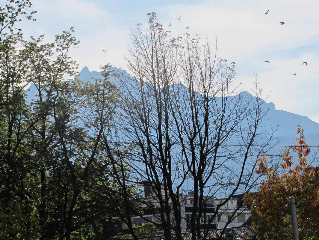 Hotel Alpina Luzern фото 20