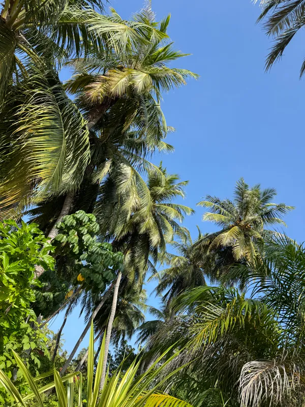 Niva Kurumba Maldives фото 64