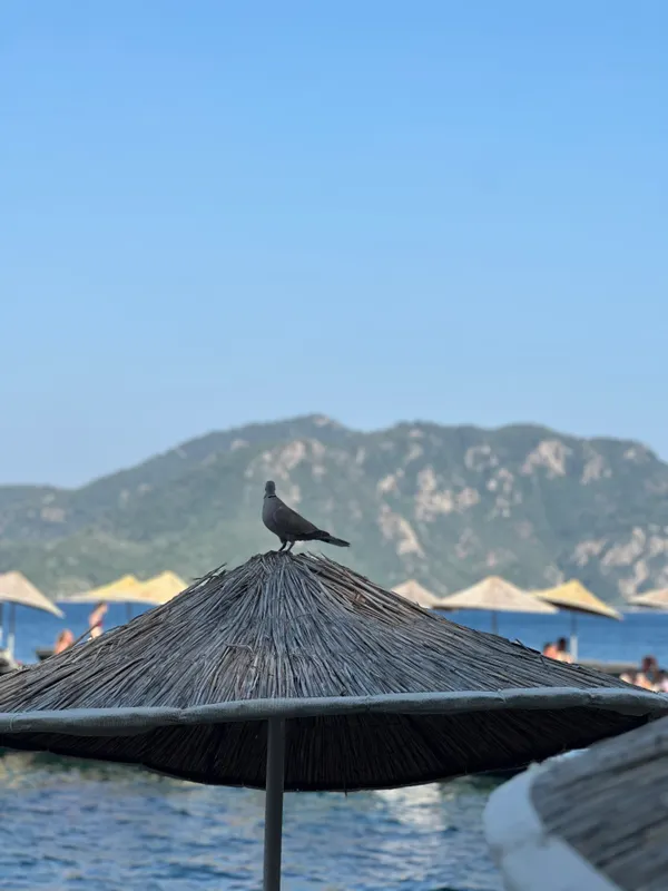 Grand Yazici Club Marmaris Palace фото 64