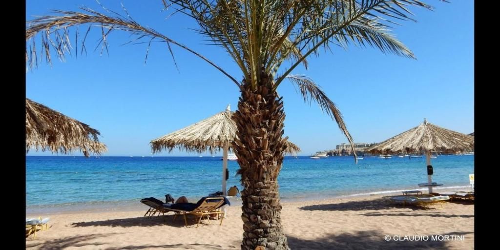 Sharm Dreams Vacation Club фото 56