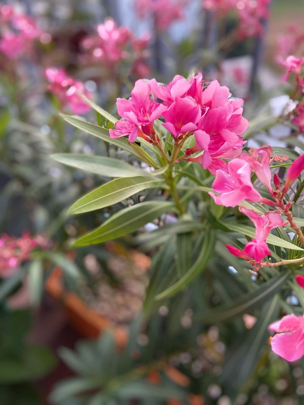 Zephyr Grand Hotel фото 15