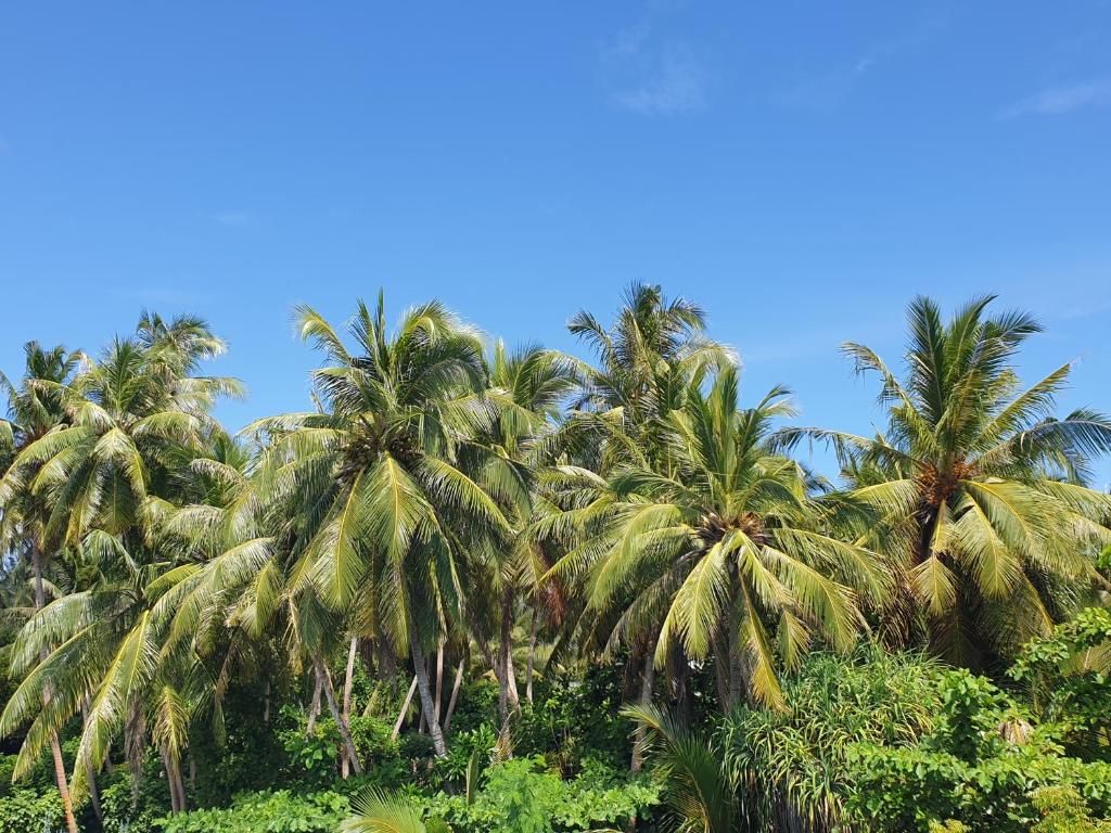 Island Luxury Fehendhoo фото 24