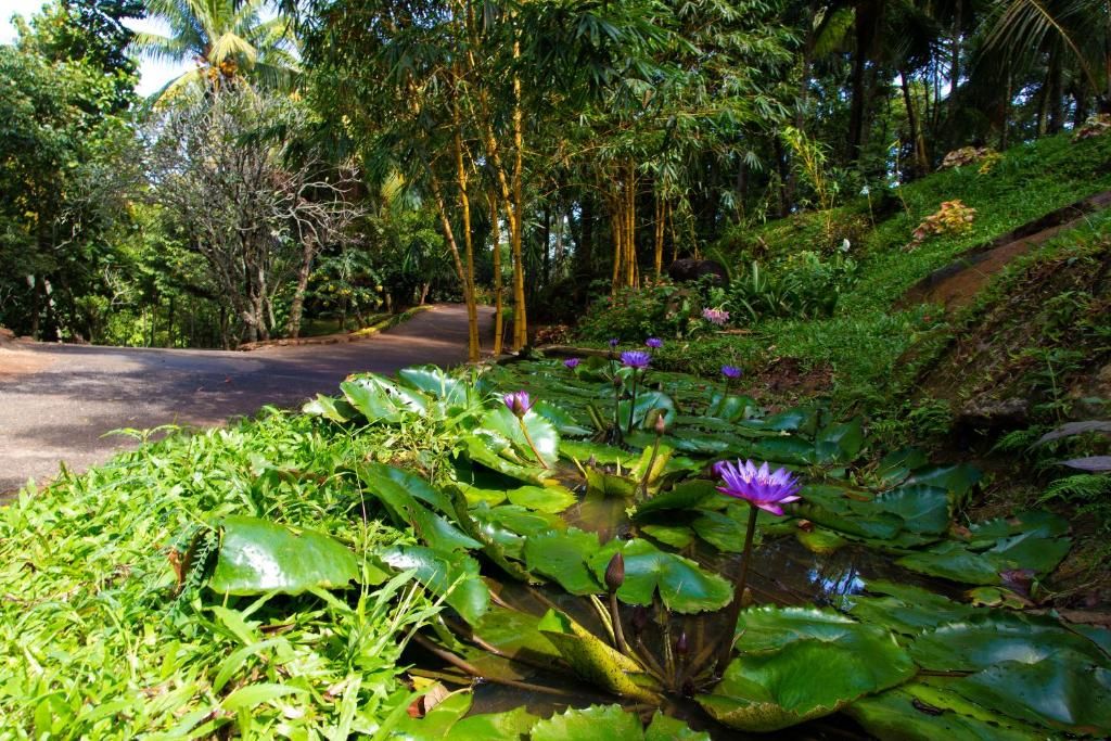 Amaya Bungalow Kandy фото 34