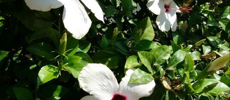 Фото отеля Viras Hotel