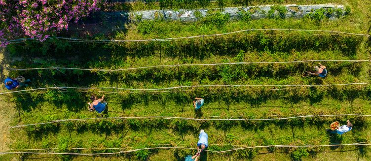 Фото отеля Labranda Lebedos Princess