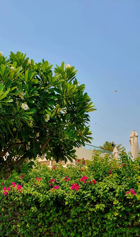Park Hyatt Abu Dhabi Hotel and Villas фото 44