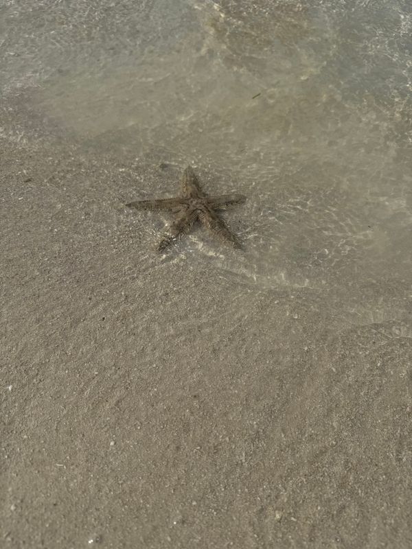 Rove Al Marjan Island фото 123