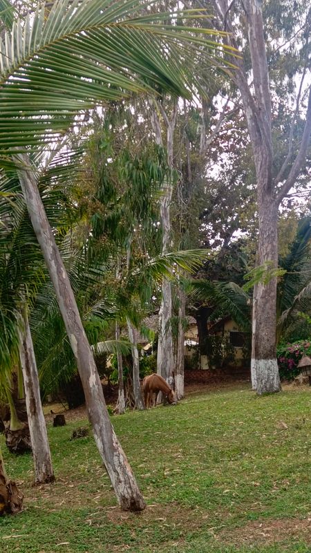 Victoria Phan Thiet Beach Resort & Spa фото 42