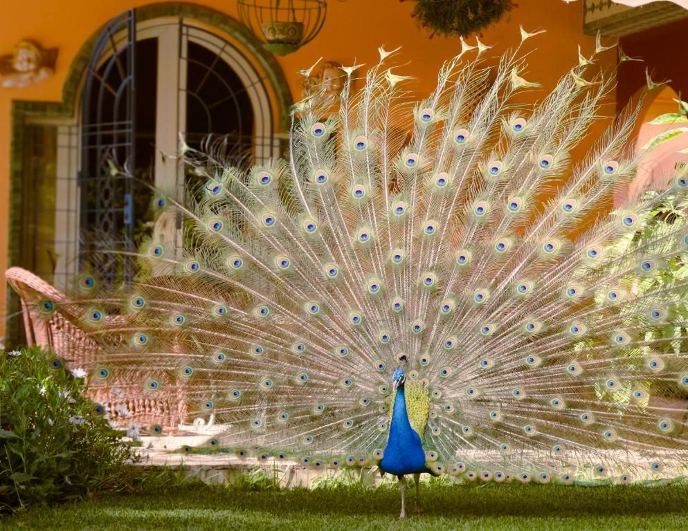 Villa Mandarine фото 17