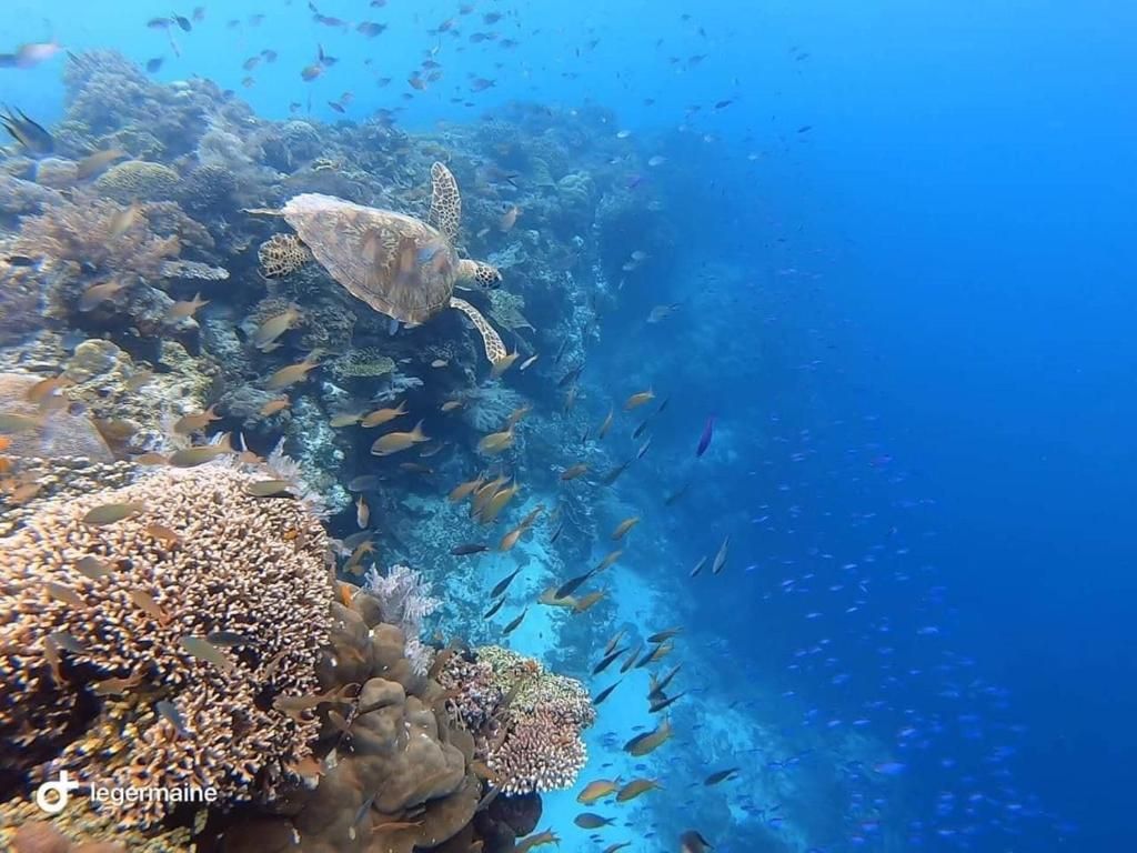 Almira Diving Resort фото 7