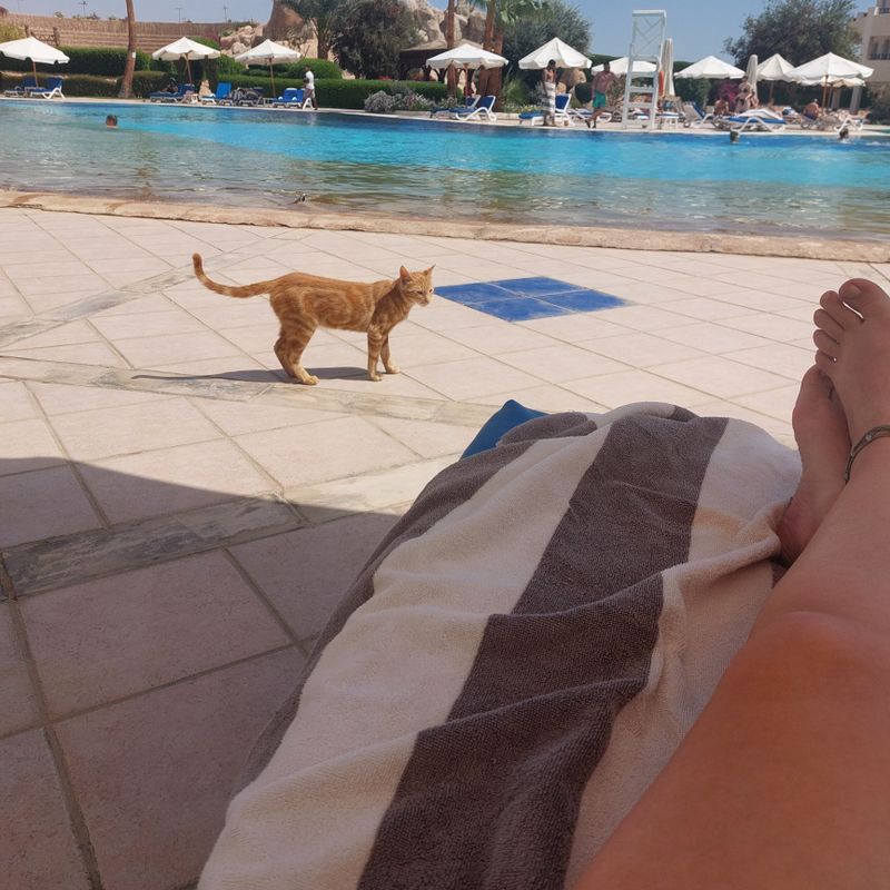 Naama Bay Promenade Mountain Resort фото 37