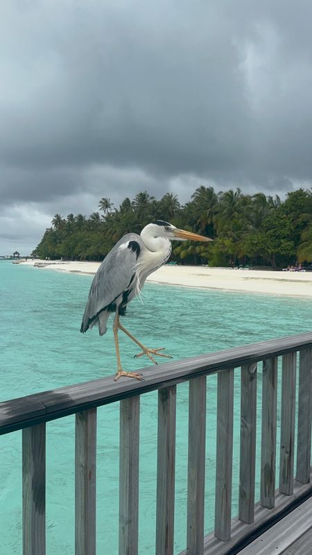 Vilamendhoo Island Resort & Spa фото 47