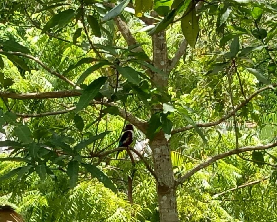 Mangrove Villa - Bentota River фото 47
