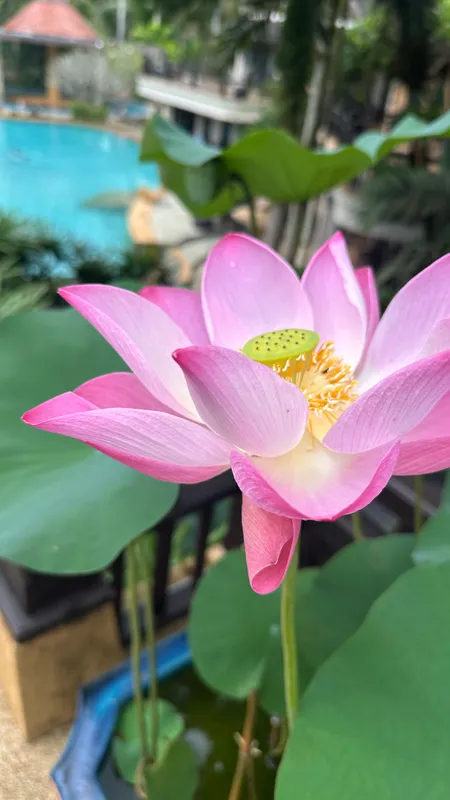 The Hotspring Beach Resort & Spa - SHA Extra Plus фото 6