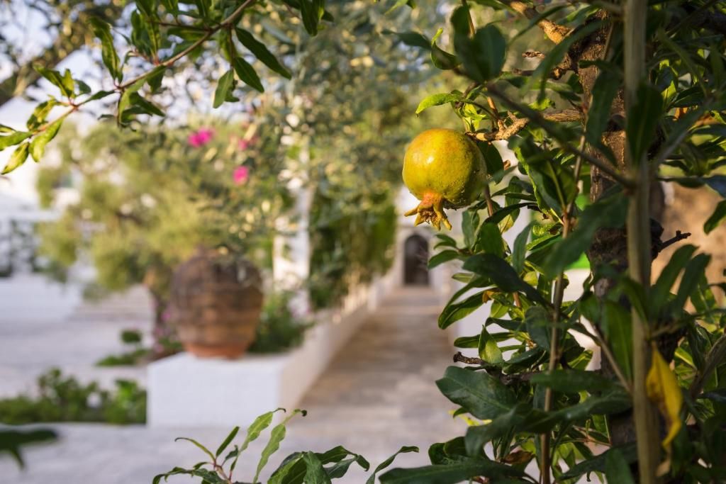 Masseria Il Melograno фото 14