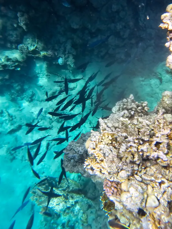 Reef Oasis Blue Bay Resort & Spa фото 76