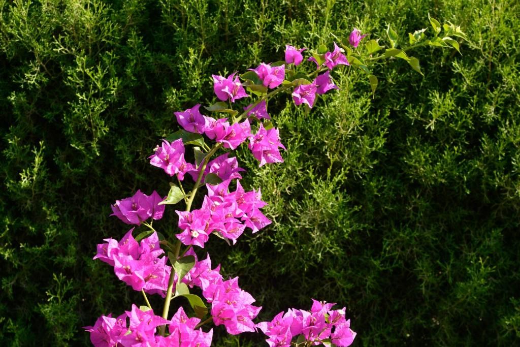 Makronisos Holiday Village фото 26
