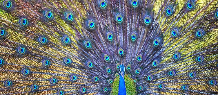 Фото отеля Cinnamon Wild Yala