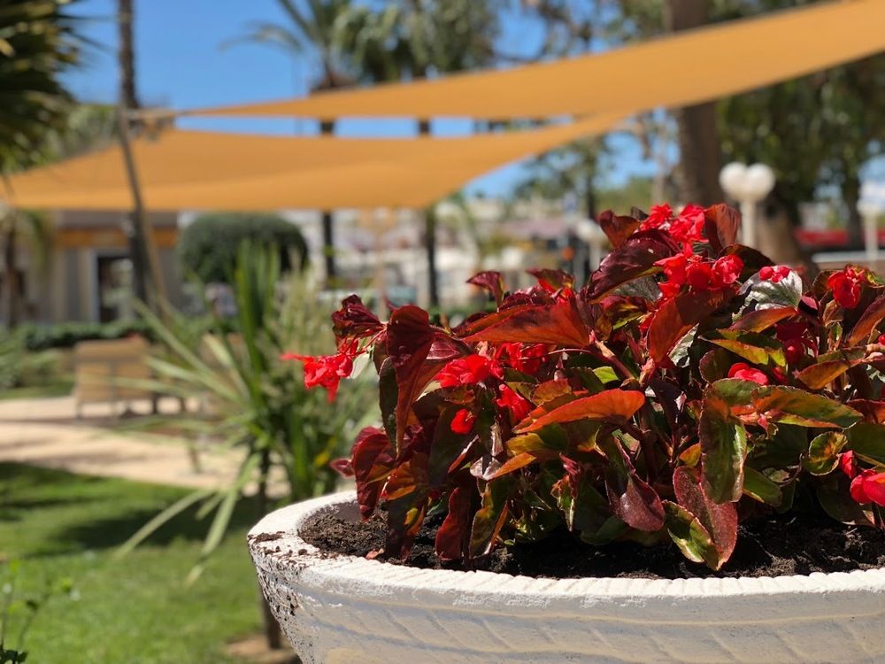Planas фото 3