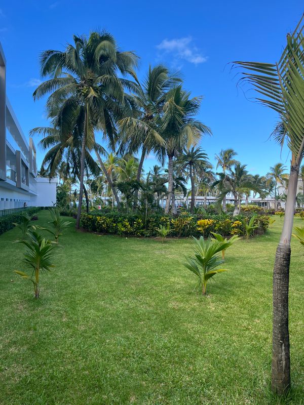 Hotel Riu Turquoise фото 47