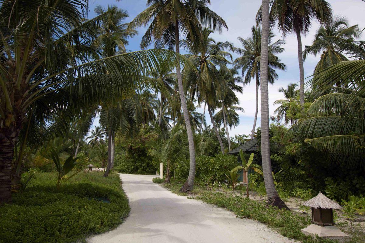 Canareef Resort фото 63