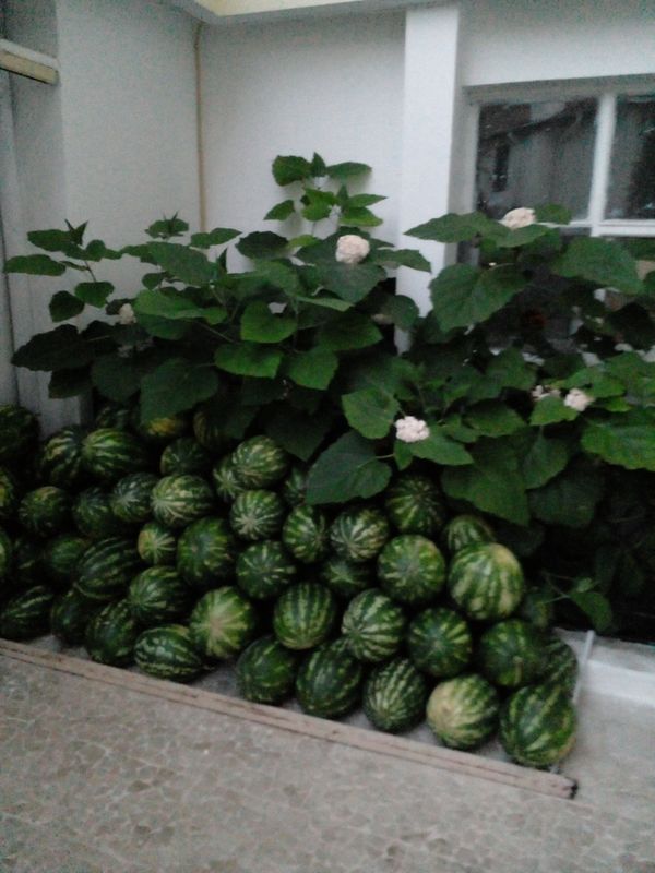 Kemer Star Hotel фото 60