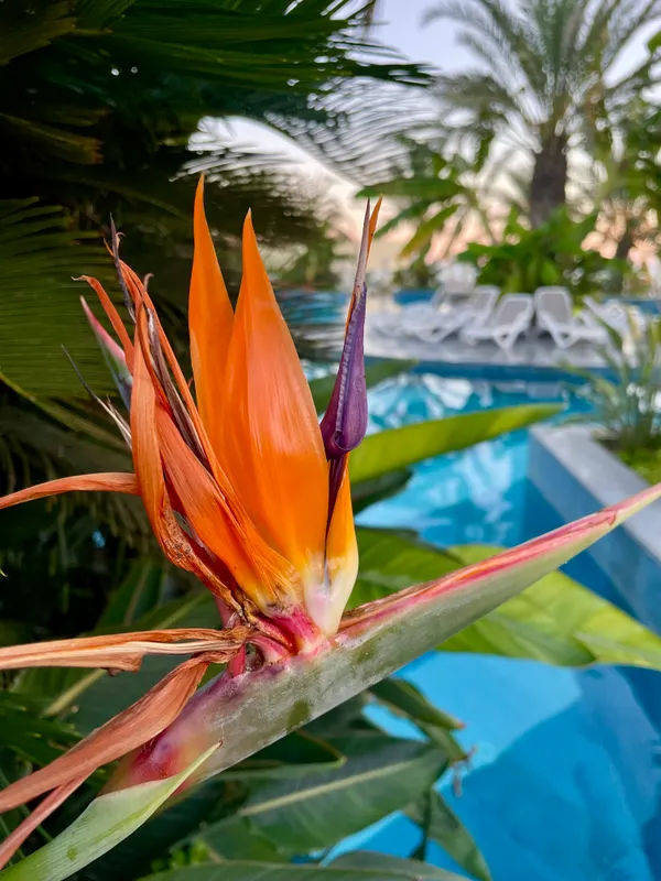 Kirman Belazur Resort & Spa фото 83