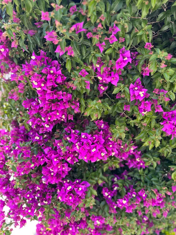 Club Hotel Phaselis Rose фото 113
