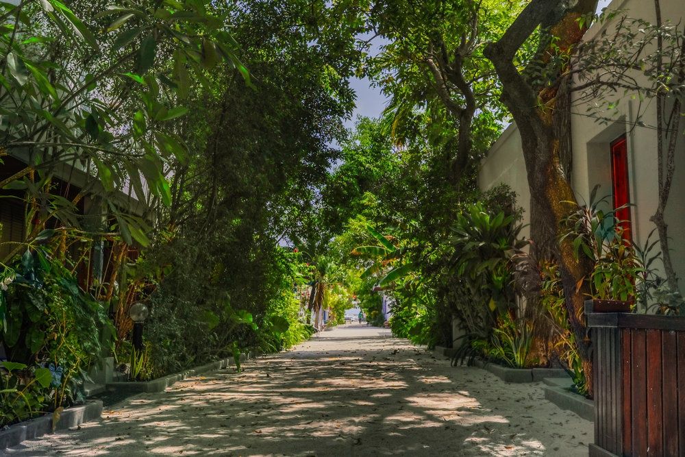 Guest House ««Plumeria Maldives» Guest House» фото 71