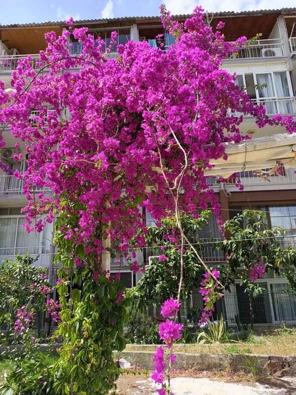 Pineta Club Hotel фото 127