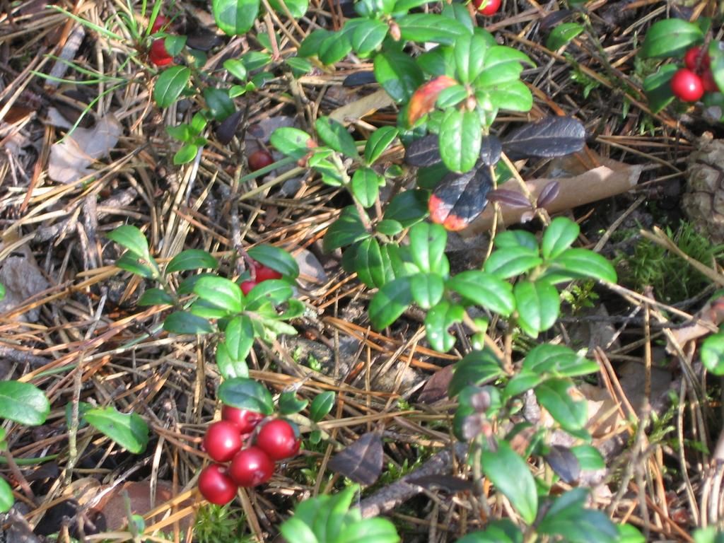 База отдыха «Леошки» фото 28