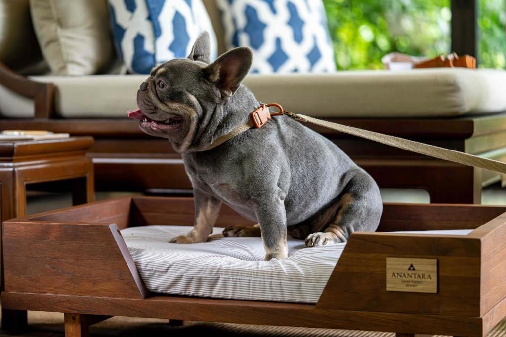 Anantara Layan Phuket Resort фото 60