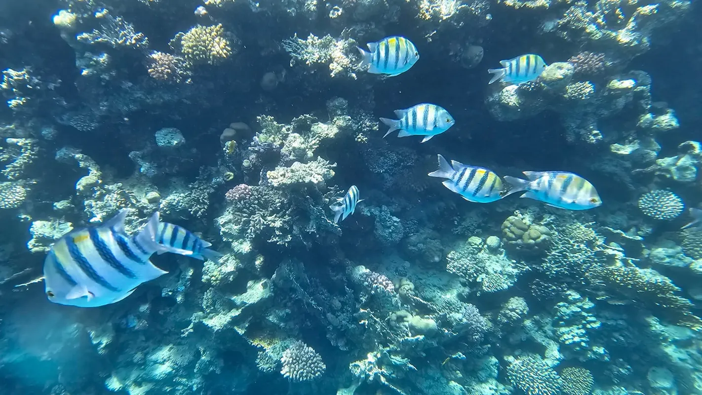 Reef Oasis Blue Bay Resort & Spa фото 122