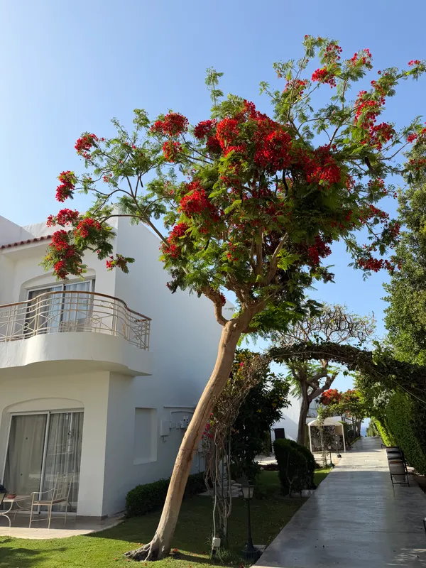 Jaz Fanara Resort & Residence фото 44