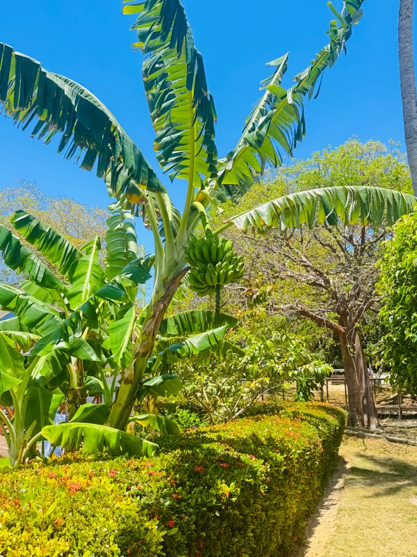 Iberostar Origin Tainos фото 44