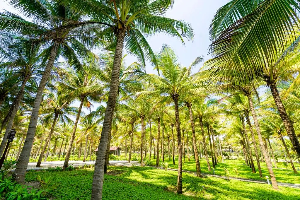 Ocean Waves Resort Cam Ranh фото 20