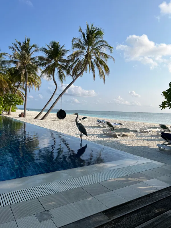 Meeru Island Resort & Spa фото 69