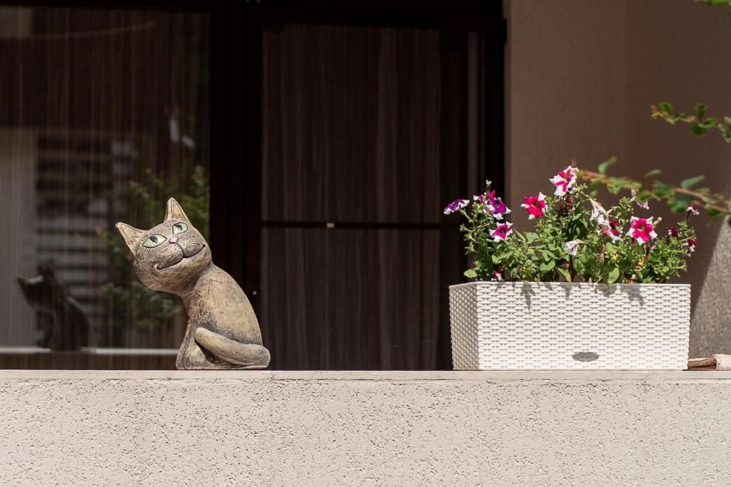 Pitsunda Cat фото 20