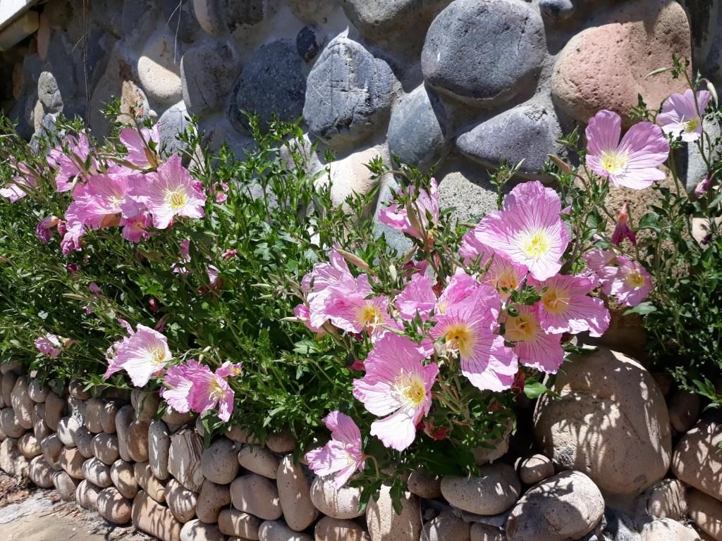Complex Gamartata фото 13