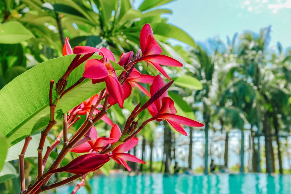 The St. Regis Sanya Yalong Bay Resort фото 67
