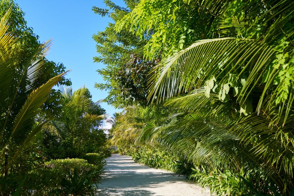 Sun Siyam Romance (Adults Only) фото 78