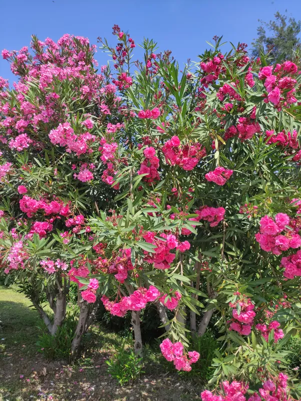 Kemer Dream Hotel фото 74