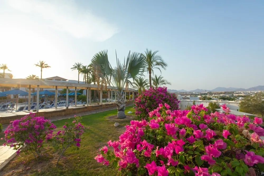 Naama Bay Hotel & Resort фото 101